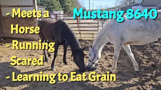 Mustang 8640 starts Running Scared, gets a New Friend, and learns to Eat Grain