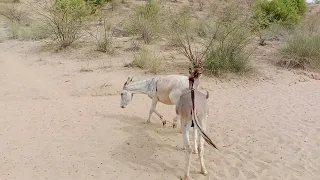 Donkey very enjoy my village mare