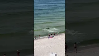 Hammerhead Shark Spotted Feeding on Stingrays Off Alabama Beach