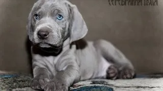 Веймаранер (Weimaraner) , Веймерская легавая. Породы собак