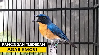 Suara Sulingan Gunung GACOR ‼️ Buat Masteran Murai batu Tledekan Bakau Jongkangan SRDC Bahan Trotol