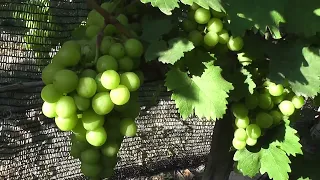 Сорт винограду "Прима Украины" - сезон 2022 # Grape variety "Pryma Ukrayny" - season 2022