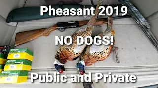 No DOGS Public and Private Pheasant Hunting Success!