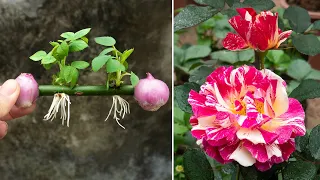 Try planting rose branches | This Way Helps You Get A Beautiful Rose Pot