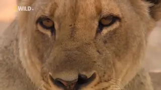 National Geographic Документальный фильм про львов 2021