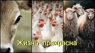 Жизнь прекрасна (Документальный фильм) HD