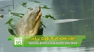 “Hậu duệ” rùa Hoàn Kiếm: Những bí ẩn chưa được vén màn | VTC16