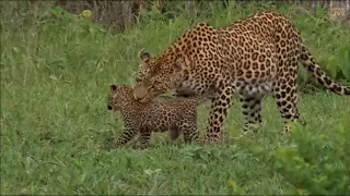 SafariLive Jan 03 - Leopard Thandi moves her cub to another den.