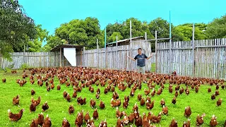 Free-Range Farming with zero expenses | Learn How to Do It Right