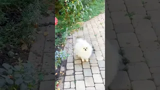 Cute pomeranian dog || Pomeranian dog sound 🐕🐕 #shorts