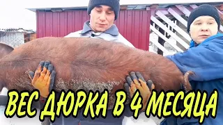 ВЕС ДЮРКА В 4 МЕСЯЦА!