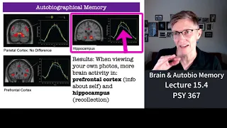 367 Lecture 15.4 The Brain and Autobiographical Memories