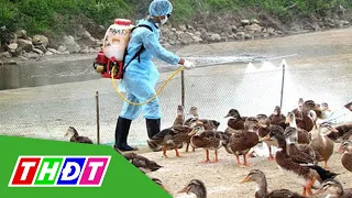 WHO khuyến cáo Việt Nam cảnh giác với cúm A/H5N8 lây sang người | THDT