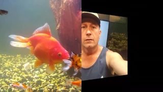 Goldfish found in kids swimming pool