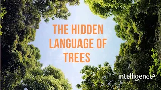 The Hidden Language of Trees with Suzanne Simard (Subscribers only)