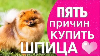 ПЯТЬ ПРИЧИН КУПИТЬ ШПИЦА ❤️🐕