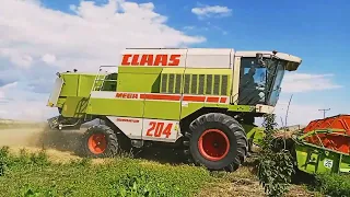 #koszenie zboża #2022 Claas 204 dominator#*