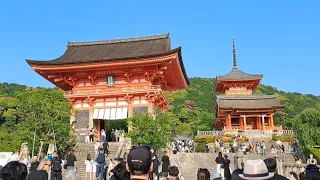 Best View of Kyoto | Kiyomi-dera