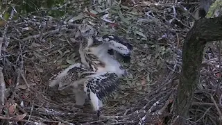 Sea-EagleCAM | Siblings rivalry | fight between SE27 & SE28 | baby bird fight | 10.09.2021