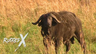 Killer Nile Buffalo of Uganda