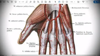 Анатомия с АВ. Артерии верхней конечности.