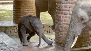 Cute BABY ELEPHANT at Mfuwe Lodge