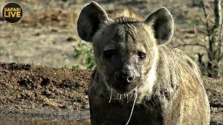 safariLIVE Sunrise Safari 3, November 2019