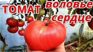 Томат ВОЛОВЬЕ СЕРДЦЕ. Хороший вкус и урожайность.