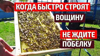 Когда расширять пчелиное гнездо вощиной Отстройка вощины Как и когда подставлять вощину