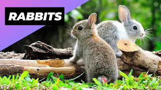 Rabbits 🐇 The Shocking Truth About Their Mothering Skills