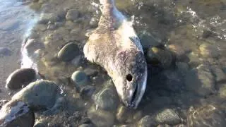 Zombie Salmon in October Stillaguamish River Wa