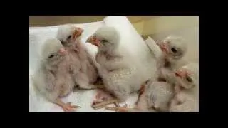 Kestrel Babies June 2013