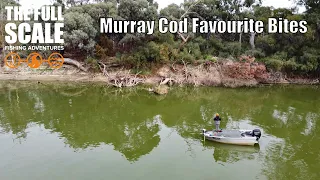 Murray Cod Favourite Bites 2023 | The Full Scale