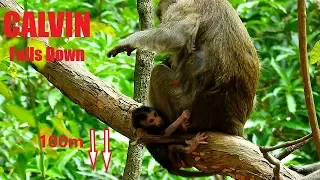 Real Action! Baby CALVIN Falls Down From High Tree, CALVIN Fail Catching Casi, Why Casi So Careless?