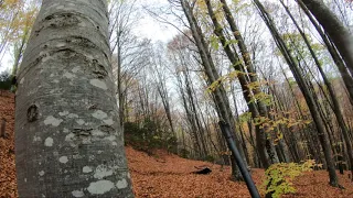 Wild Boar Hunting Romania 2