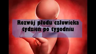 Rozwój płodu człowieka tydzień po tygodniu