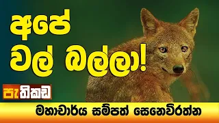 නරියා ඇත්තටම කපටිද?