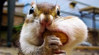 БЕЛКАВОРОТ белки в природе / Squirrel carousel