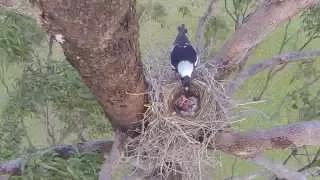 Baby Magpies in their nest