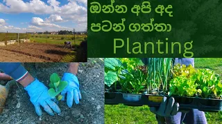 ඉතාලියේ අපේ එළවළු වගාව/we start our vegetable garden in Italy