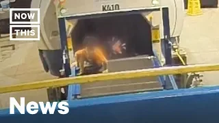 2-Year-Old Injured After Climbing on Airport Conveyor Belt | NowThis