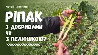 Як краще вирощувати ріпак - з добривами чи з пелюшкою?