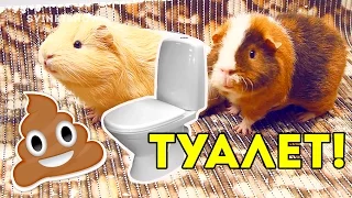 Приучаем Морскую Свинку к Туалету / SvinkiShow