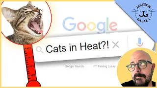 Cats in Heat: The Female Cat Heat Cycle
