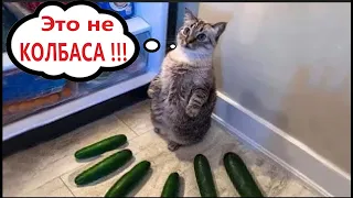 Funny Animal Videos 2023 - Funniest Dogs and Cats Videos #123