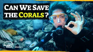 How we restored a dying coral reef