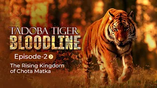 BLOODLINE OF TADOBA TIGERS | CHOTA MATKA | MAYA | WAGHDOH | MATKASUR | EP-2 | TADOBA TIGER RESERVE