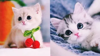 OMG!!!🙀 So Cute Cats❤ Best Funny Cats Videos 2021😻#10