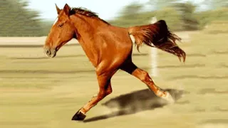 20 Horses That Are Born Only Once In 1000 Years