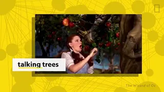 How trees secretly talk to each other in the forest